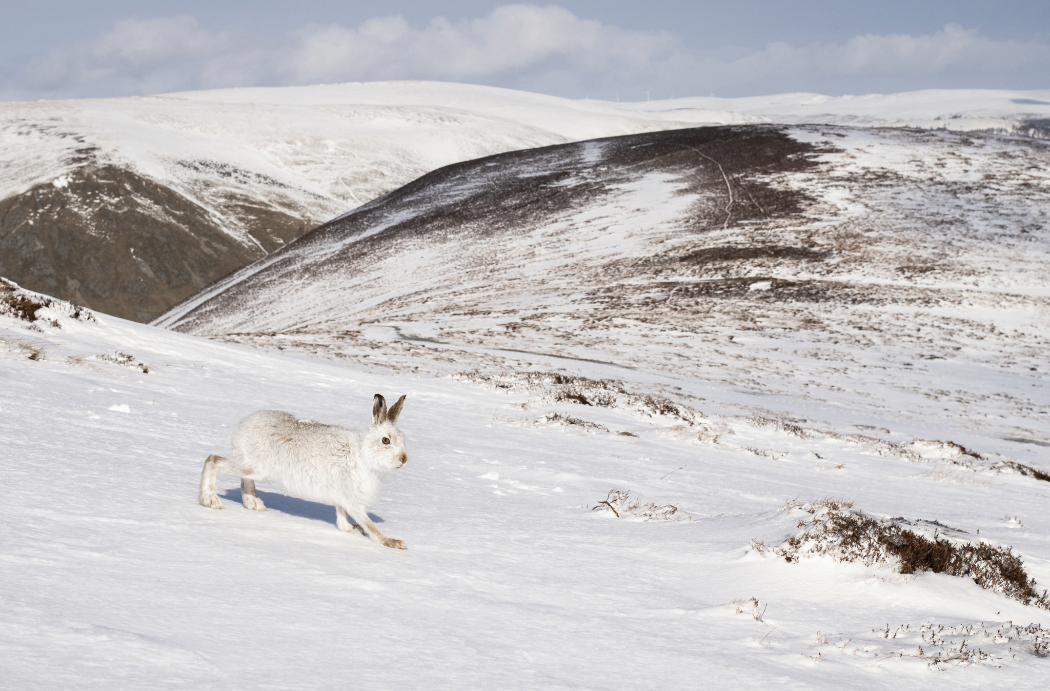Mountains And Rabbit The mountain hare’s world – JAMES RODDIE PHOTOGRAPHY